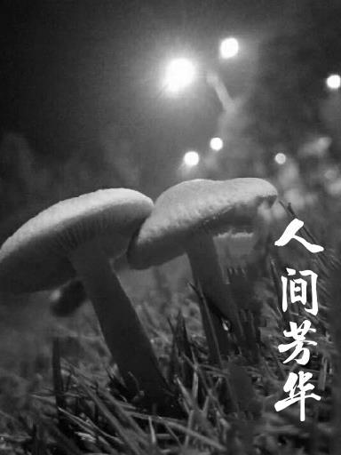 悠悠艾草